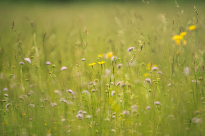 Close-up of flowers growing on field