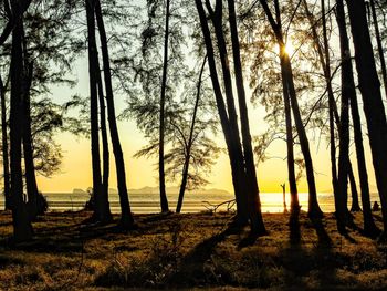 Sunlight streaming through trees in forest