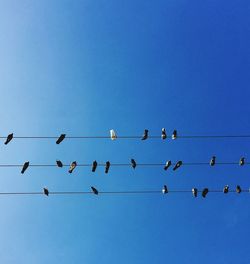 Low angle view of birds perching on cable against clear sky