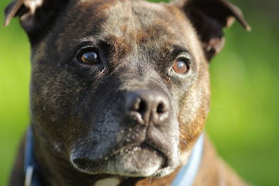 Close-up portrait of dog