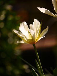 Close-up of white flowering plant