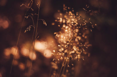 Close-up of crops on field during sunset