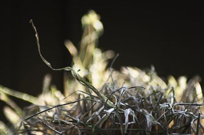 Close-up of dry plant on field