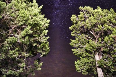 Trees growing at night