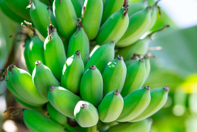 Close-up of fruits growing on plant