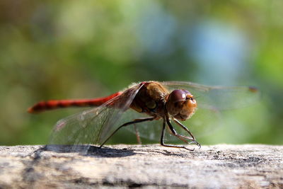 Close-up of dragonfly on wood