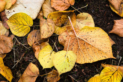 Many autumn yellow dead leaves on the ground from a lime tree