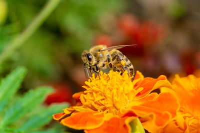 Close up of a bee on orange flower on field