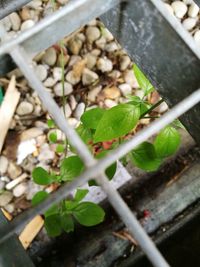 High angle view of plants