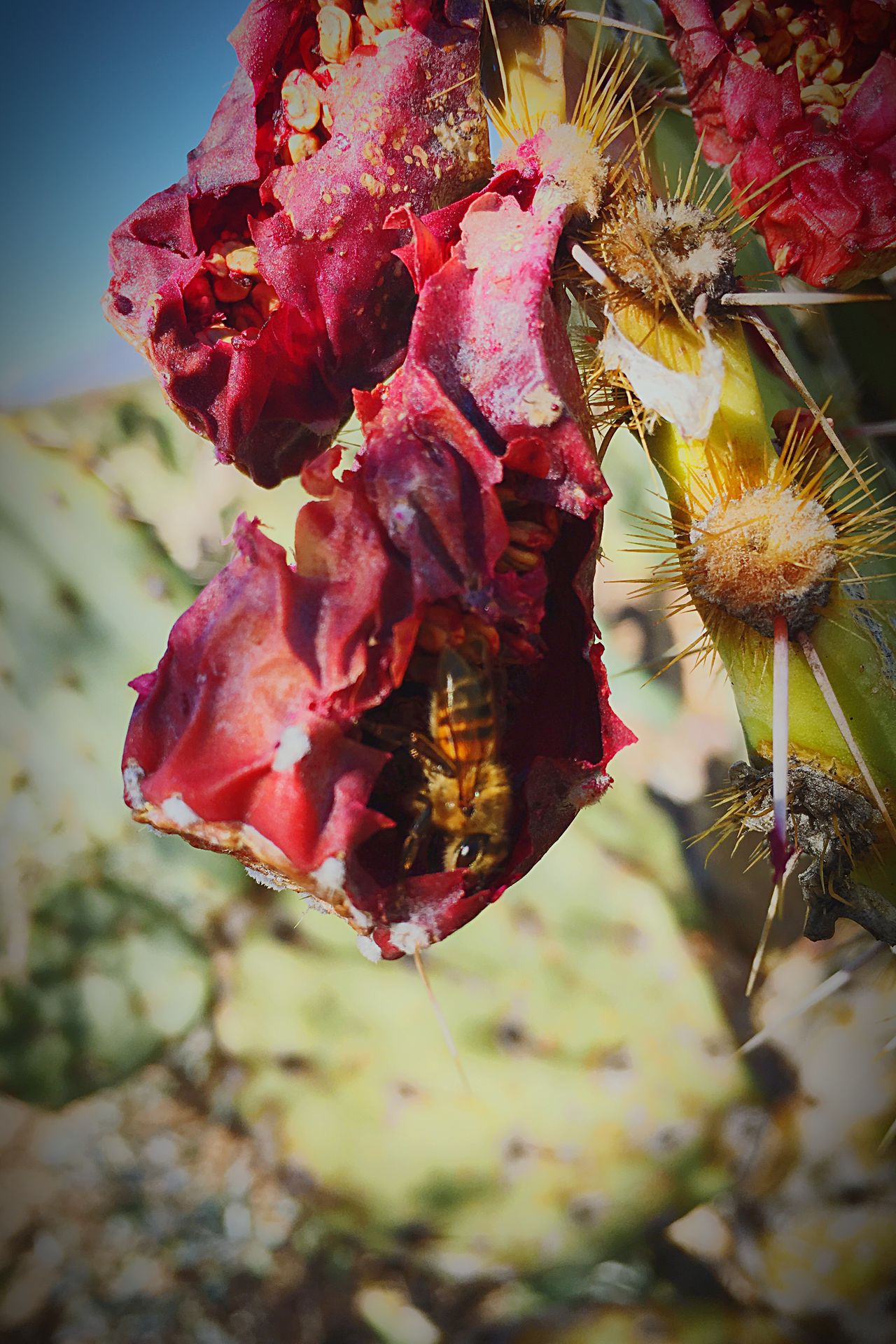 Prickly pear fruit