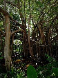 View of trees in forest