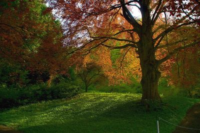Trees in park during autumn