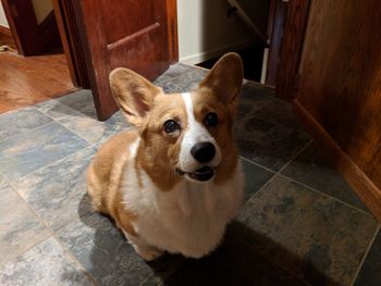 High angle portrait of dog sitting at home