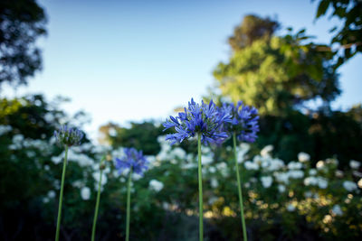 Close-up of purple flowers blooming against sky