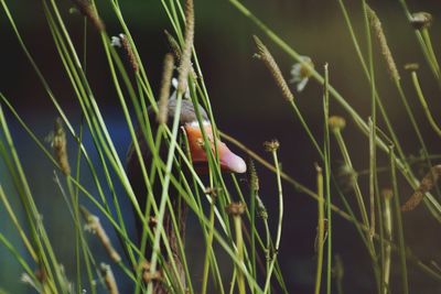 Close-up of grass