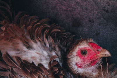 Close-up of a bird