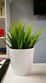 Close-up of potted plant