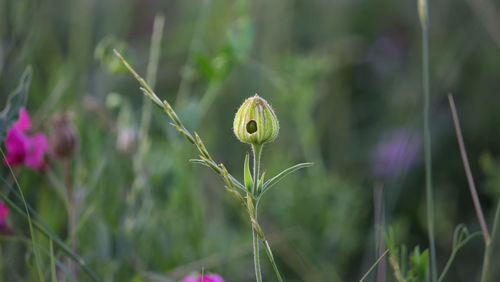 Close-up of flowering plant on land