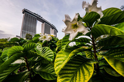 Low angle view of flowering plant against sky
