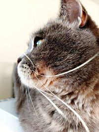 Close-up of a cat looking away