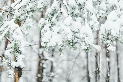 Fresh heavy snow covered branch of pine tree in a park. copy space, selective focus. winter weather