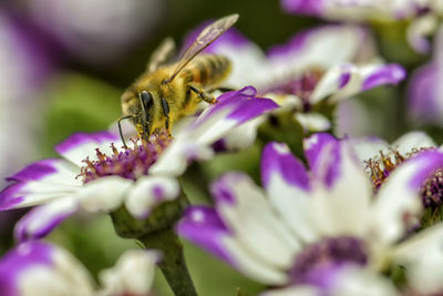 Close-up of bee pollinating on purple flower