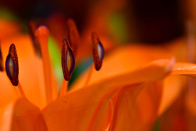 Close-up of orange day lily blooming outdoors