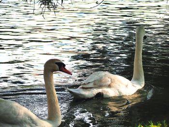 Swans swimming in lake