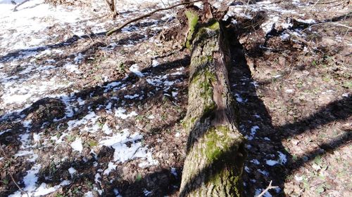Low angle view of tree