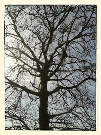 Low angle view of bare trees against sky