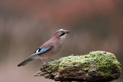 Close-up of bird perching on a plant