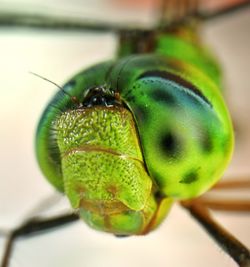 Close-up of insect on leaf