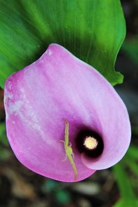 Close-up of pink flower blooming outdoors