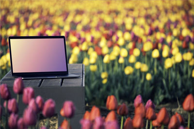 Close-up of pink tulips