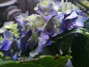 Close-up of purple hydrangea blooming outdoors