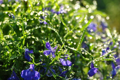 Close-up of purple flowers blooming outdoors