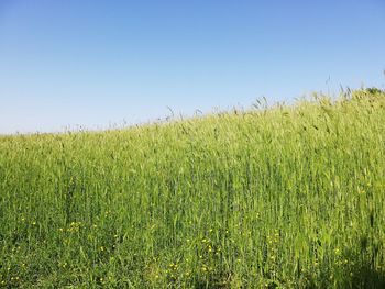 Scenic view of agricultural field against clear sky