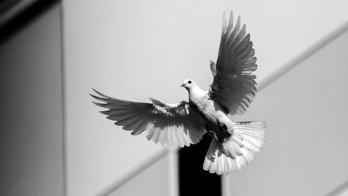 View of birds in flight