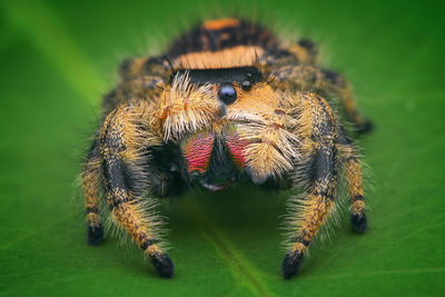 Close-up of spider