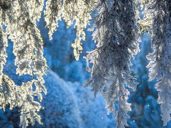 Frozen and snowy pine tree branches in town park.