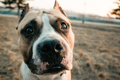 Close-up portrait of dog