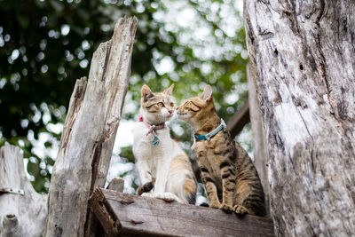 Cats sitting on tree trunk