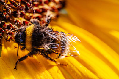 Close-up of bee on flower