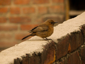 Close-up of bird perching on wall