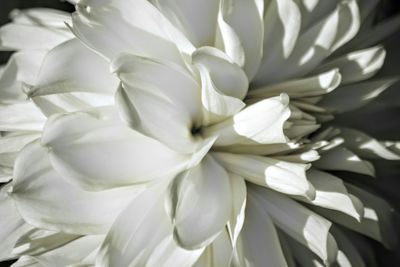 Close-up of white flower