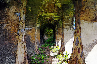 Panoramic shot of plants