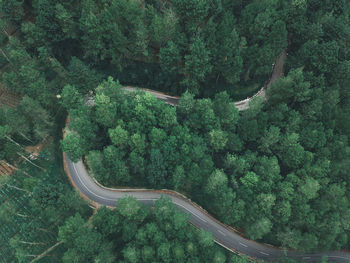 High angle view of road amidst trees at forest