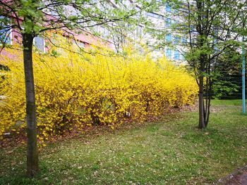 Close-up of yellow trees in park