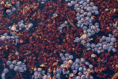 High angle view of berries on pebbles