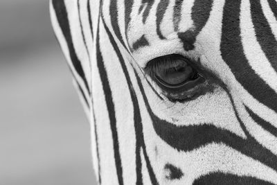 Close-up of a horse